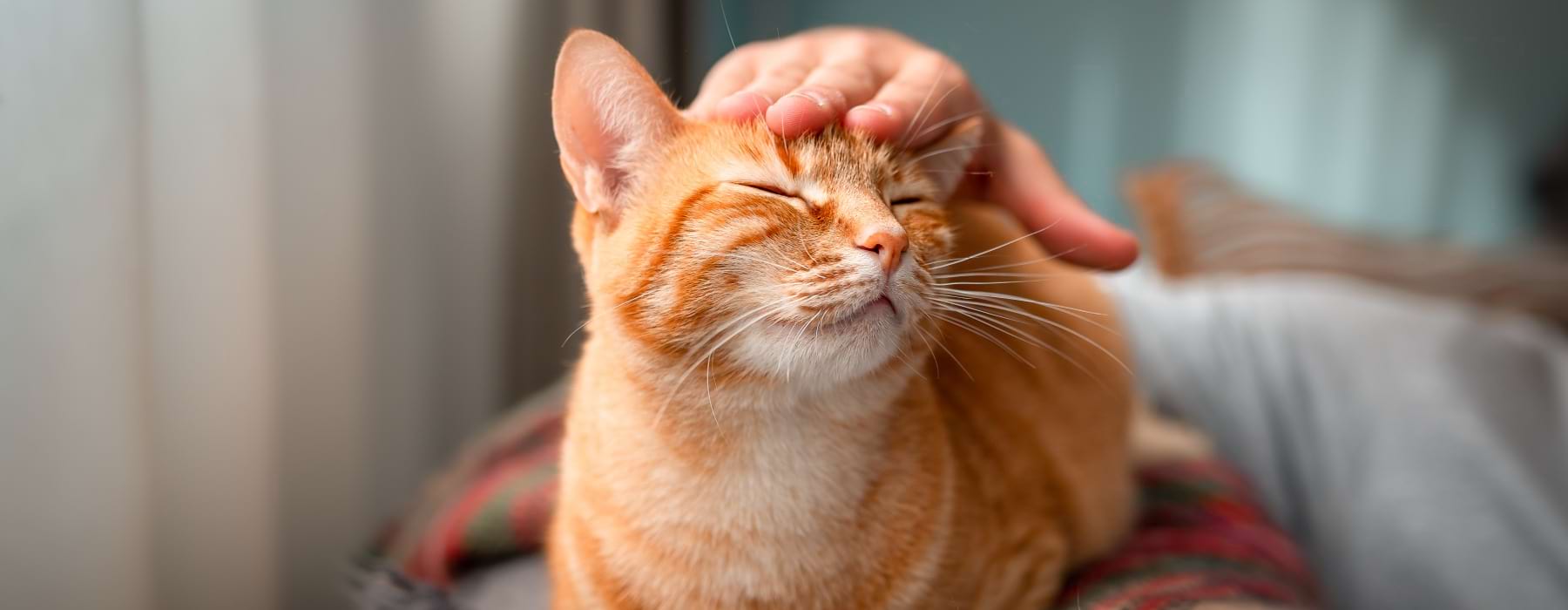 An orange cat being sweetly pet on the head at The Randall apartments for rent in Woodbury Heights.
