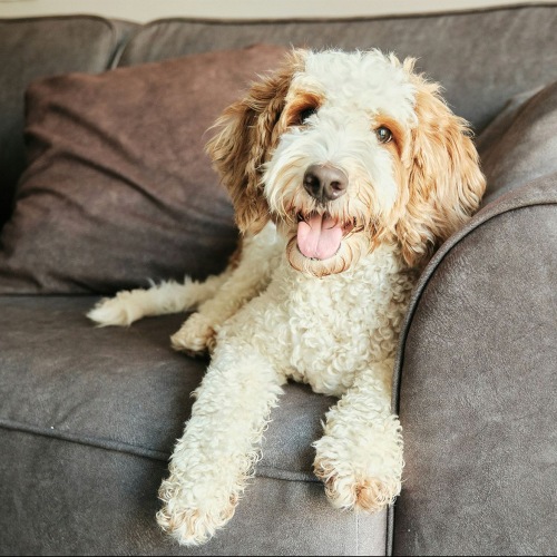 a cute dog on a sofa